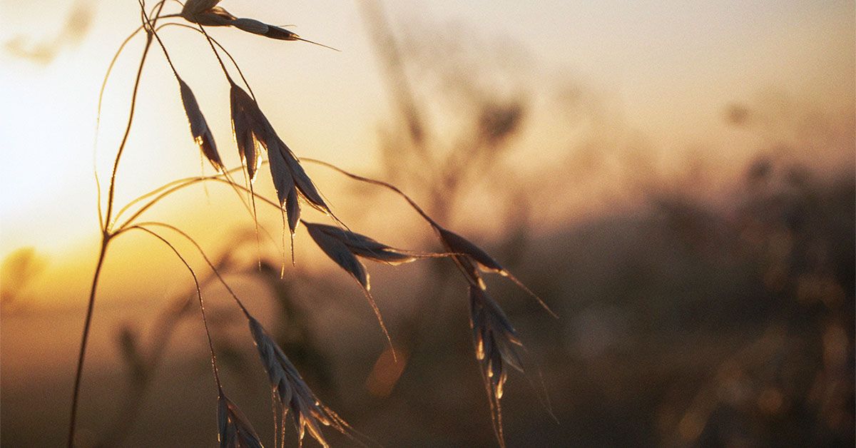 Type of fiber found in oats may help improve blood sugar