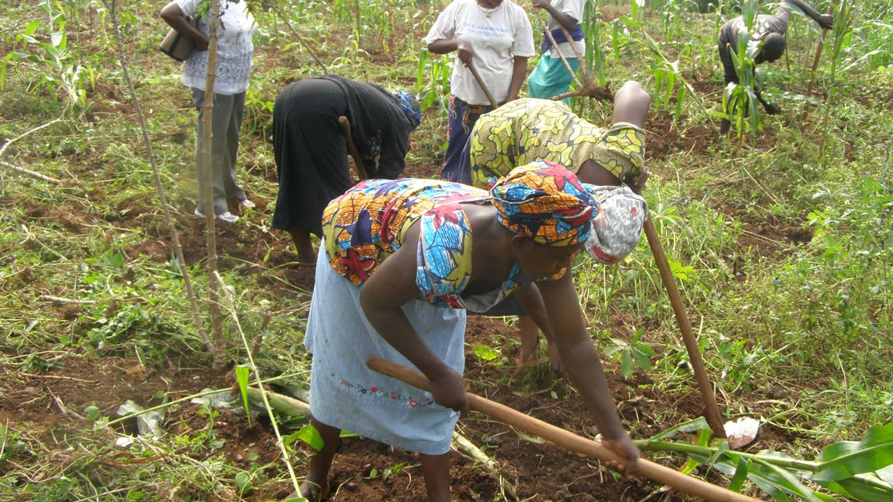 1,000 Kaduna Farmers Get Training On Eco-efficient Agronomic Practices