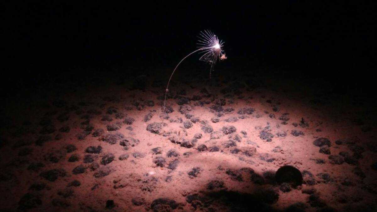 Deep sea mining opponents hope to score regulatory win