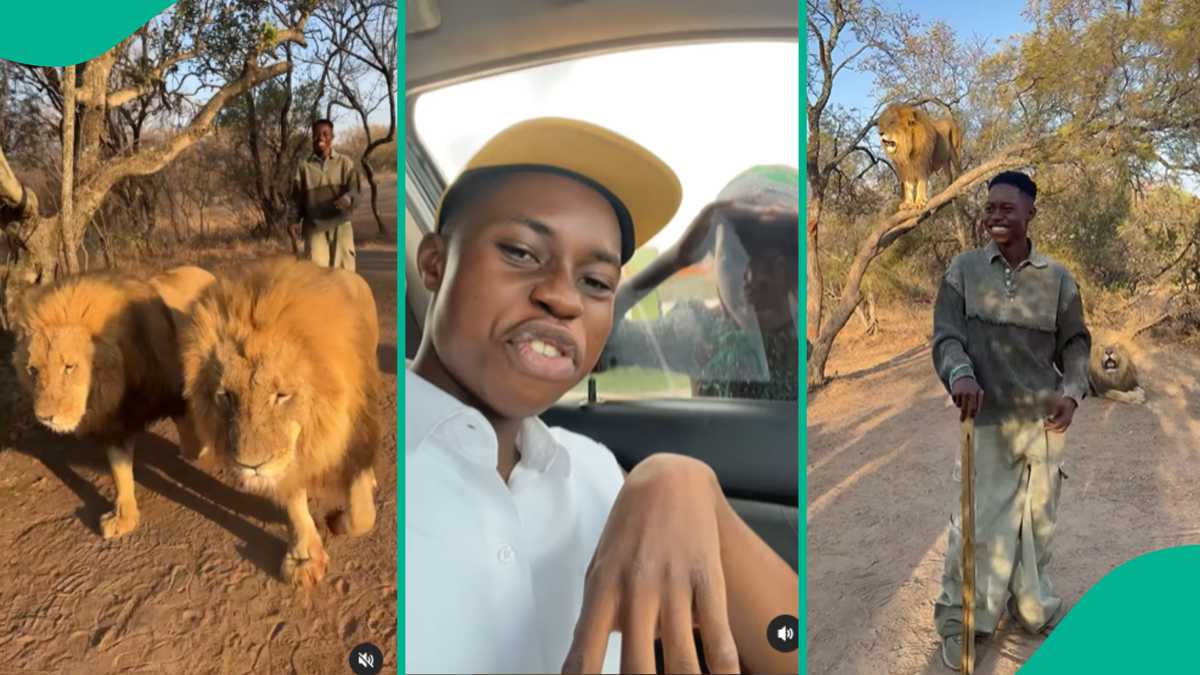 “O Fear”: Nigerian Live Streamer Peller Brags As He Takes a Walk With Safari Lions, Clip Goes Viral