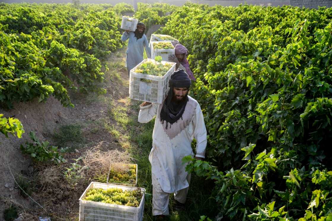 Afghan labourers carry crates of grapes harvested at a vineyard in Zhari district, Kandahar province