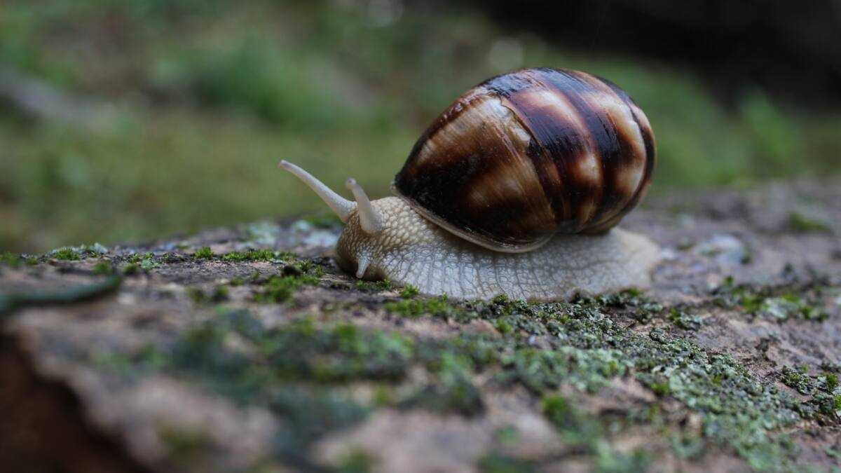 Snail farming for beginners in Nigeria made easy: a helpful guide