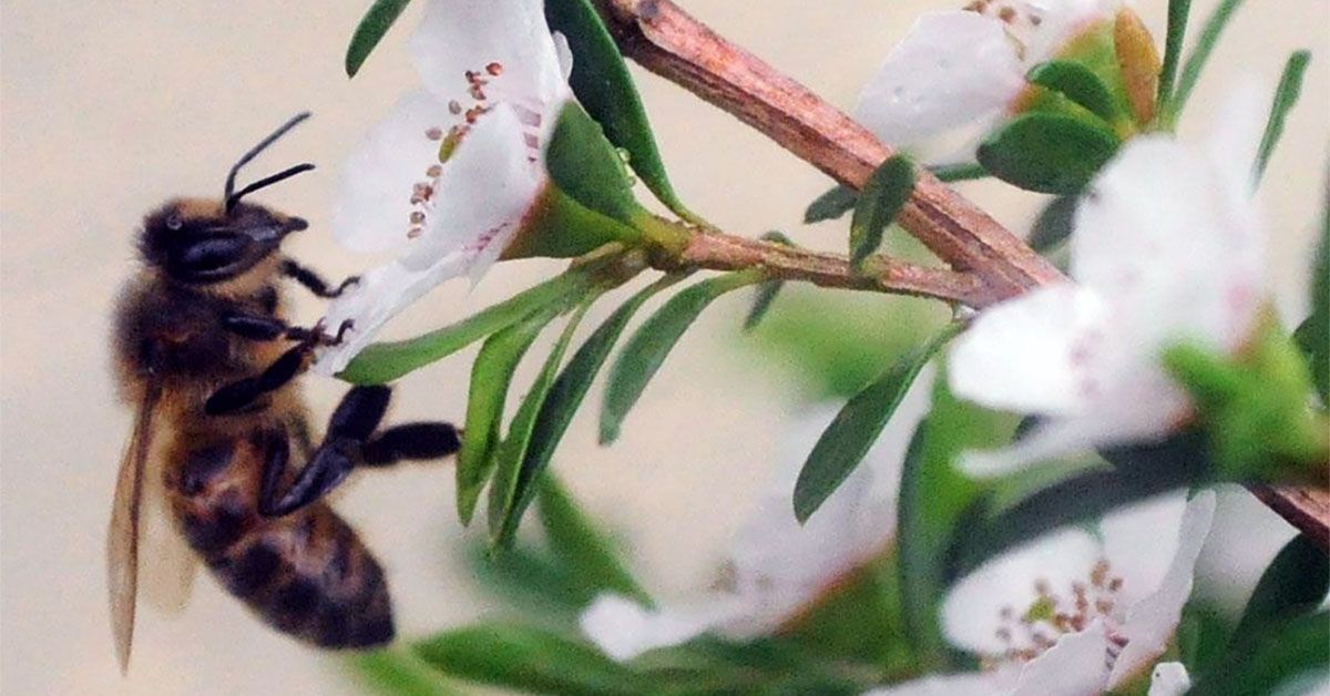 Manuka honey reduces tumor growth by 84% in mice