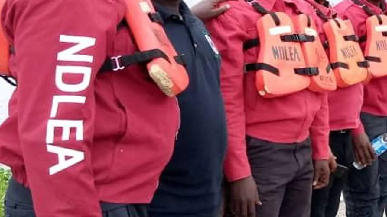 NDLEA destroys 7 hectares of hemp farm, nabs 3 in Kogi