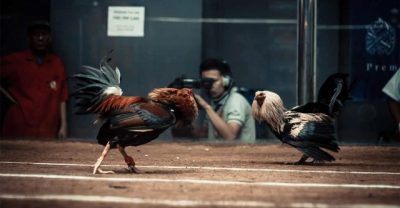 Cockfighting