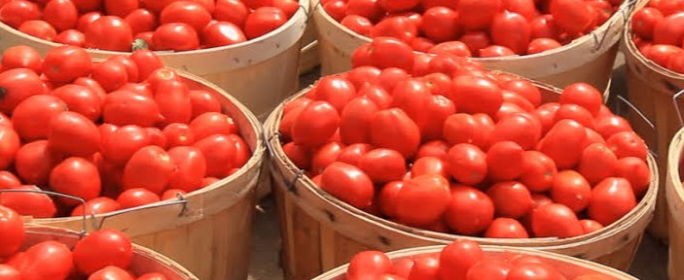 Seasonal harvest brings relief as tomatoes, pepper prices drop significantly in markets