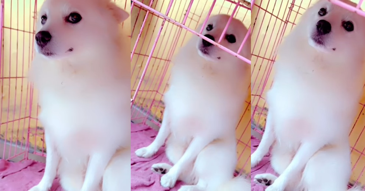 "See the bombastic side eye" – Nigerian lady apologizes to her pet dog after keeping him in the cage overnight (WATCH)