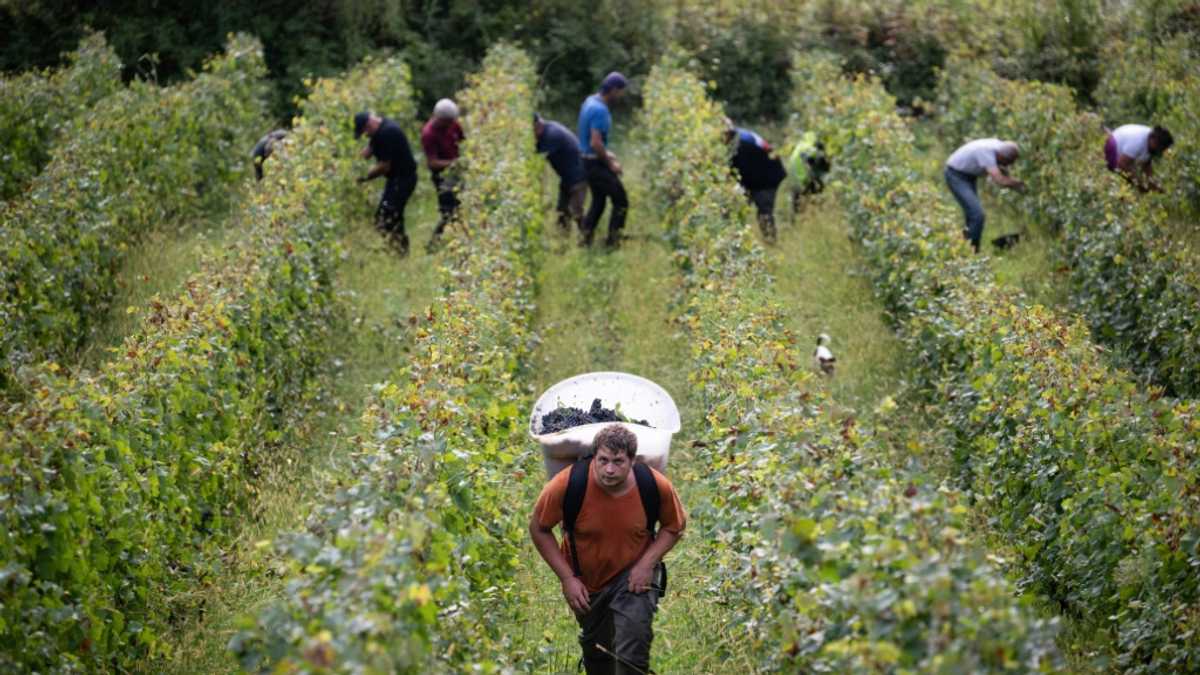 'Historic': Bad weather slashes wine harvest in France's Jura