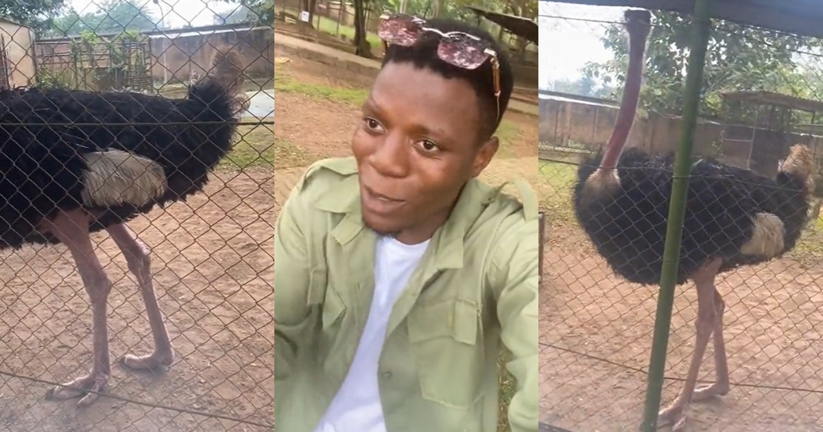 "And na nysc uniform this guy wear so" – Tongue wags as male corps member confuse an ostrich with a 'peacock' (WATCH)