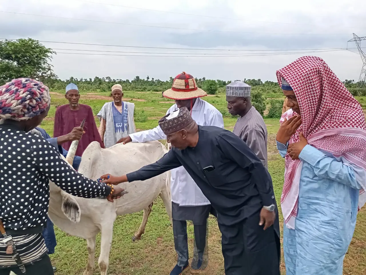 Adamawa govt begins mass cattle vaccination after disease kills 1000 cows in Taraba