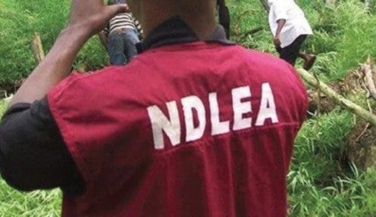 Drug abuse: Kano Govt seeks NDLEA assistance