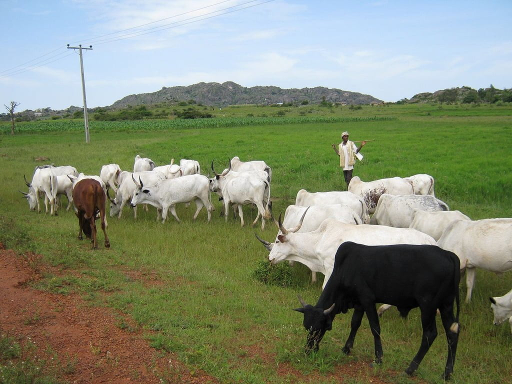 Food security: Delta communities ban Fulani herdsmen from grazing