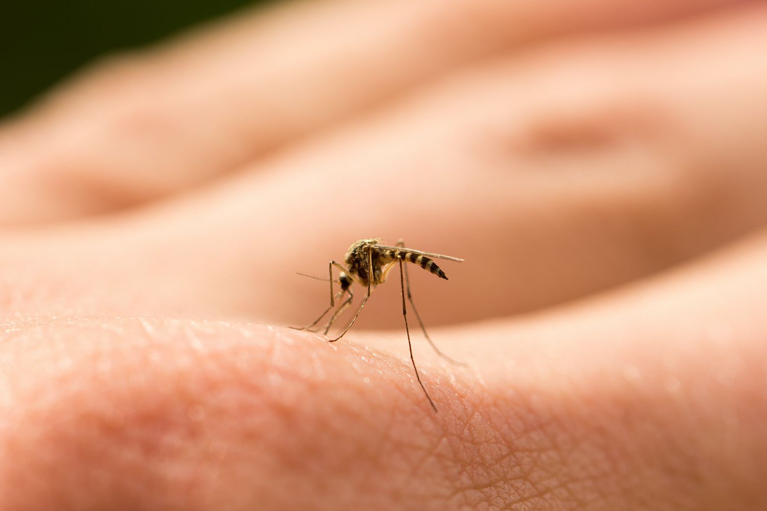 How Worried Should You Be About Getting EEE from Mosquitoes?