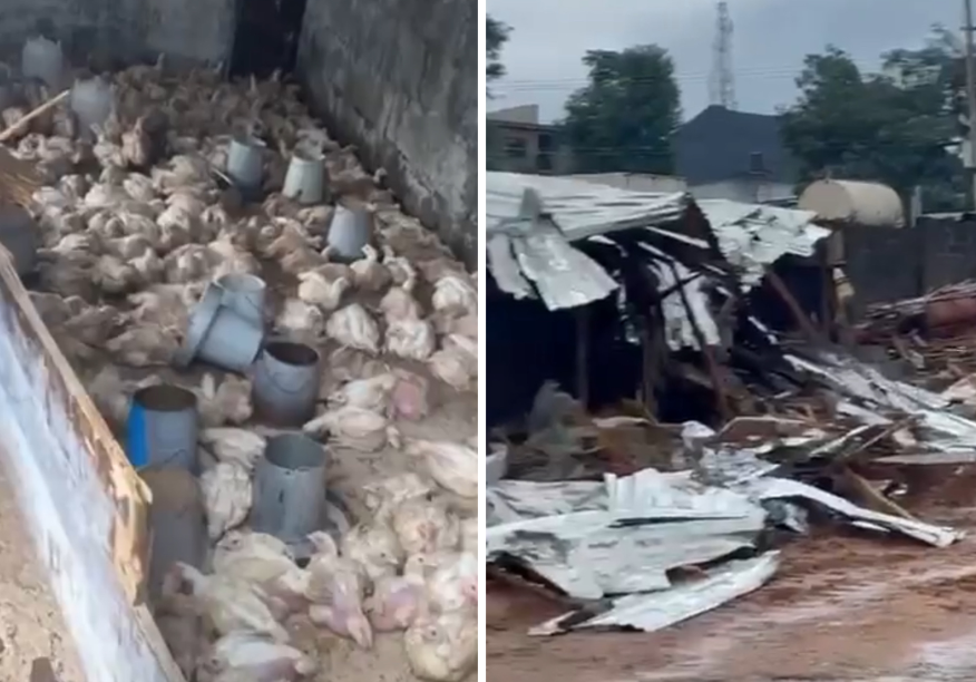 Man who supported demolition of properties in Lagos, cries out as FCDA demolishes his poultry farm