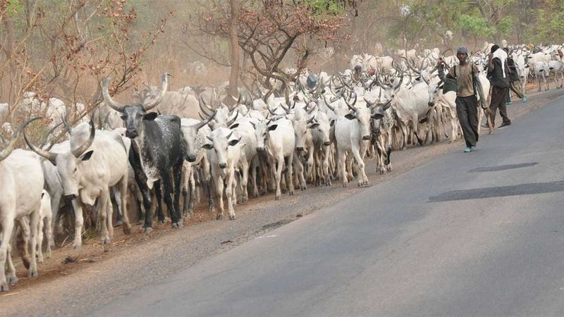 Miyetti Allah Bans Night Grazing In Kwara