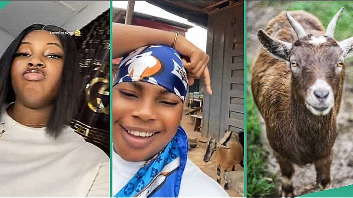 Nigerian Lady Reacts as Landlady's Goat Follows Her to Bus Stop, Video Captures Attention on TikTok