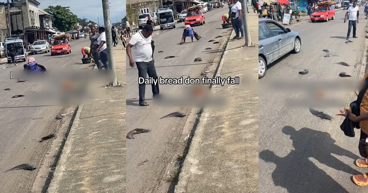 People jubilate as they pack littered "miracle" catfish from the road (VIDEO)