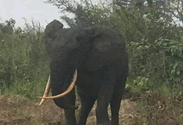 Council boss warns against harming elephant sighted in Rivers