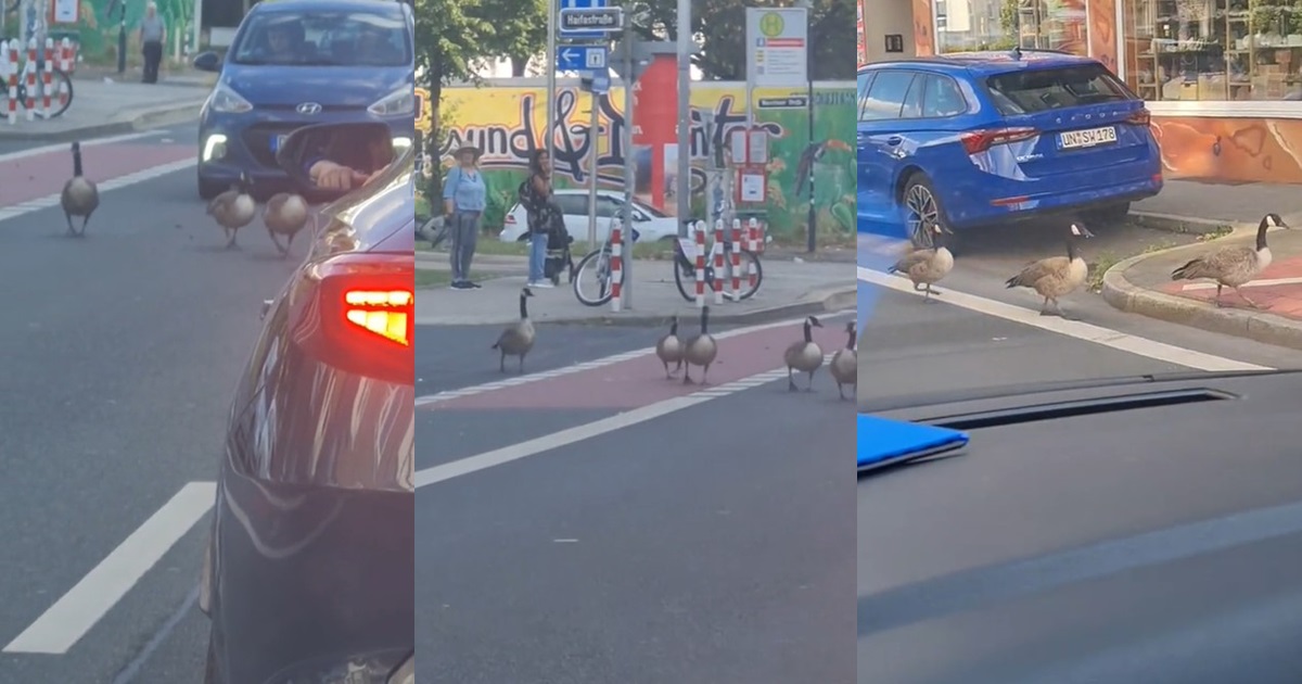 Nigerian Woman Amazed As Drivers Wait For Geese Crossing Road In Germany (VIDEO)