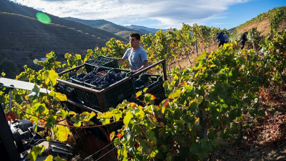 Falling sales cause sour grapes for iconic Portugal wine