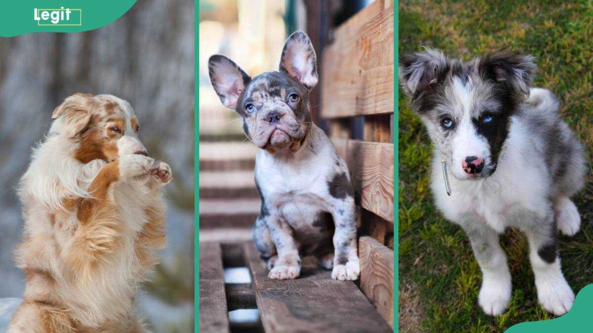 What are Merle dogs? 20 breeds and what you should know about them