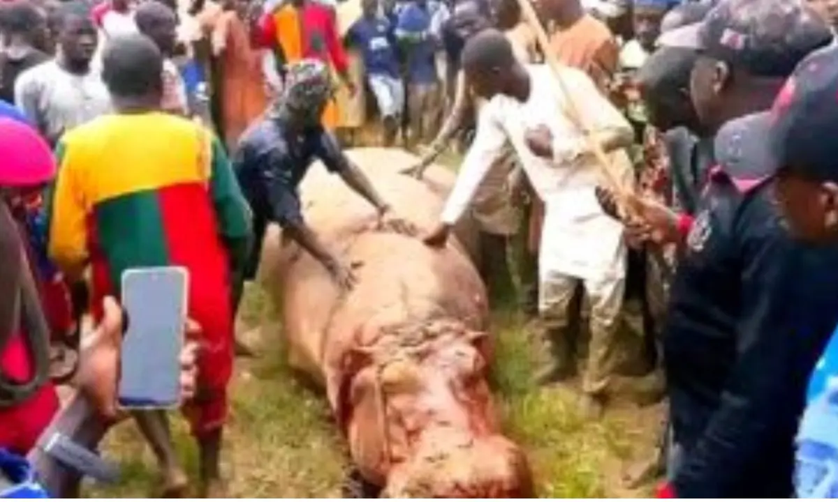 Kebbi: Hippo that killed Emir’s guard eliminated, shared as meat