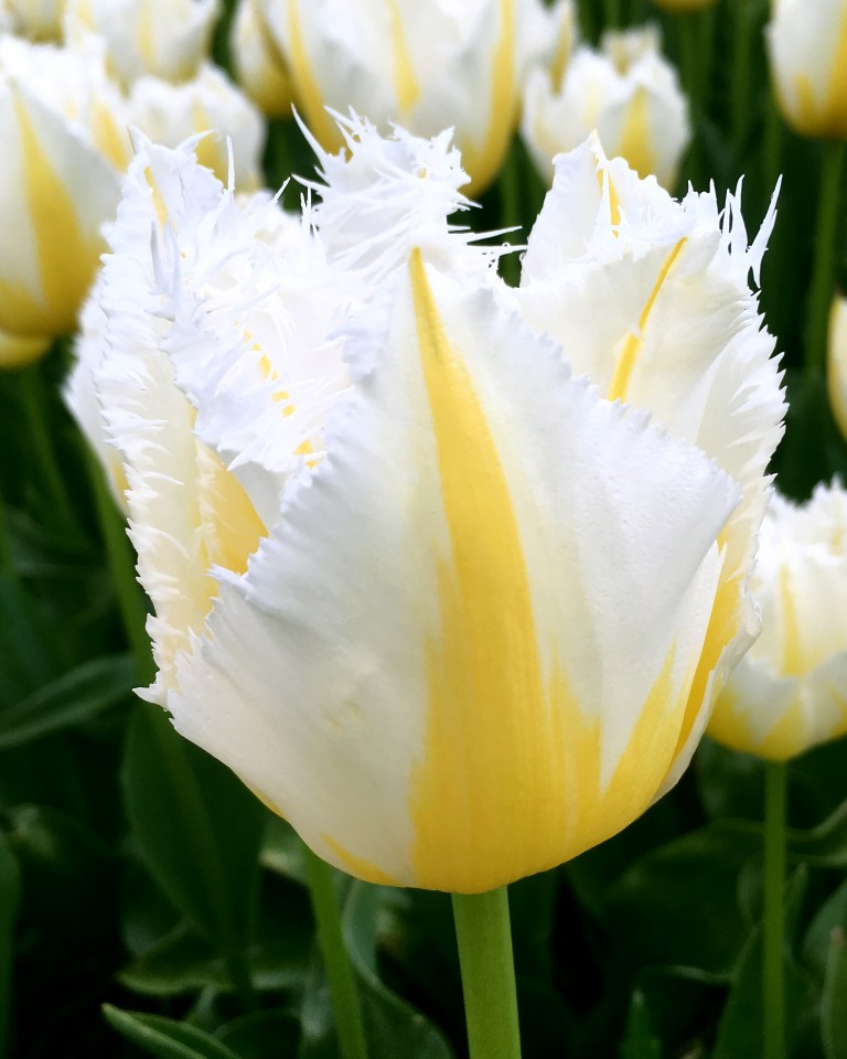 Farmer Gracy's 'Lemon Beauty' is Gardening Editor Veronica's favourite.