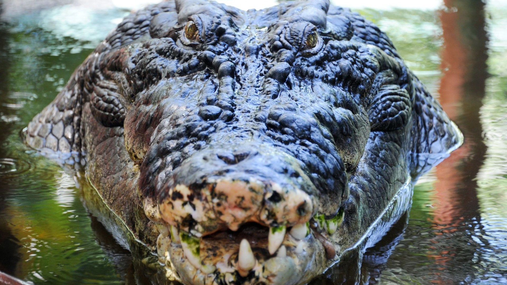 World’s biggest crocodile Cassius who rampaged across Oz attacking boats & stalking cows dies suddenly aged 120