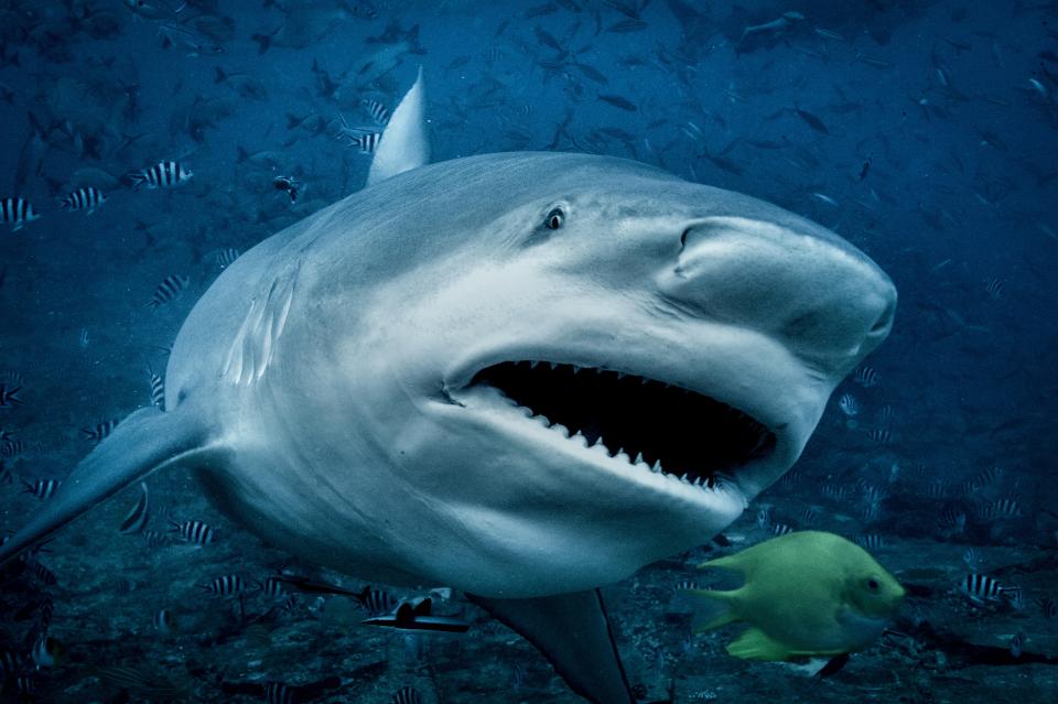 He was bitten by a shark while surfing off the coast of Maui