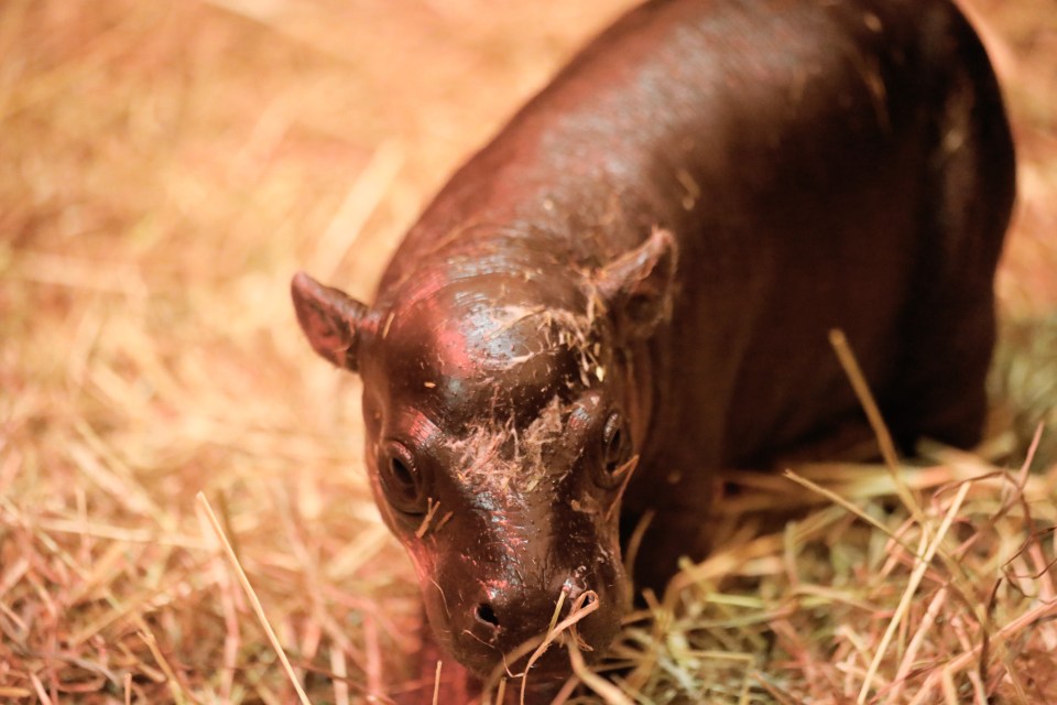 A tiny Endangered pygmy hippo calf has been born in Scotland