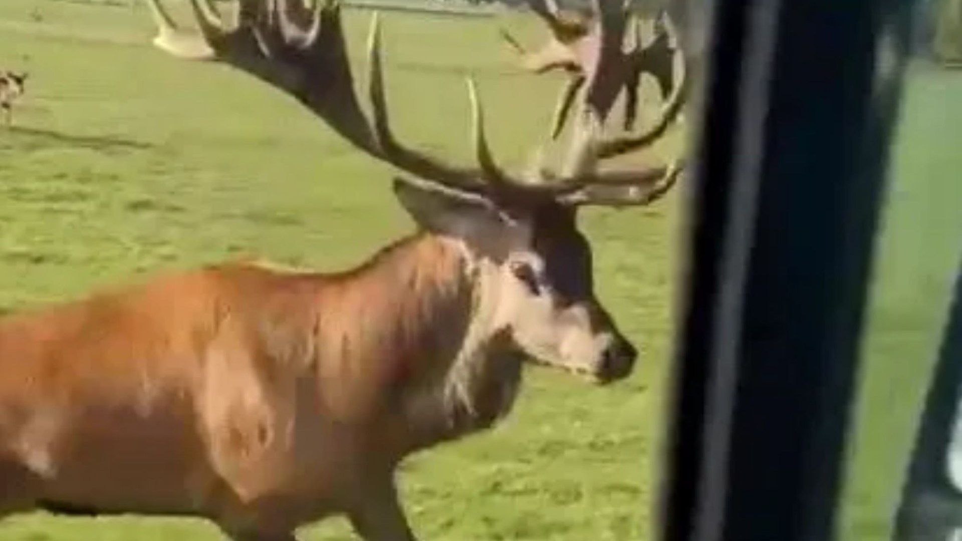 Shocking moment aggressive stag suddenly CHARGES into moving Ford van - causing more than £1,000 worth of damage