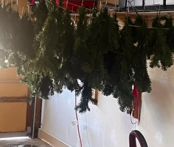 Tanja told viewers that their Christmas tree may be dirtier than they think