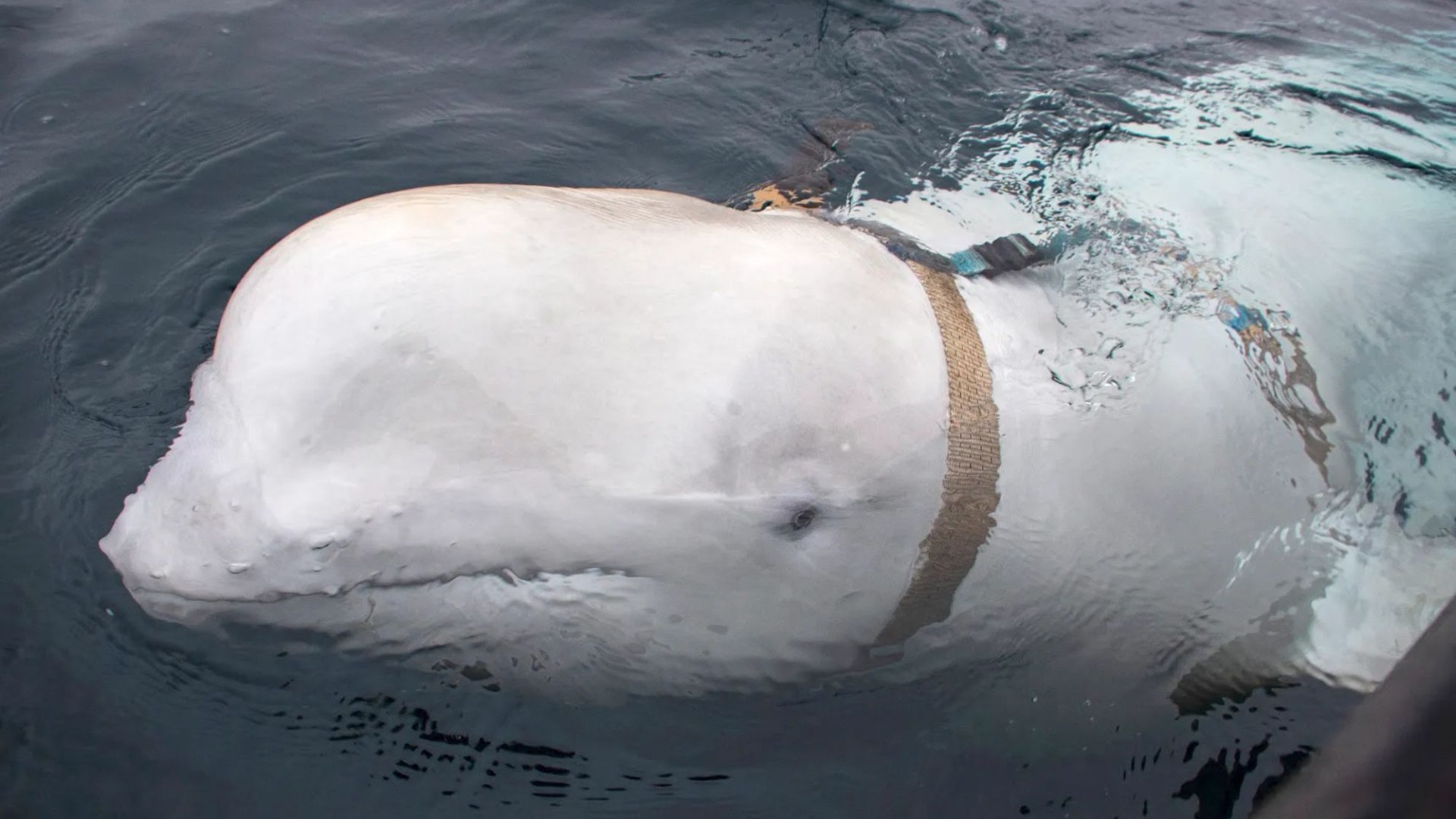 Mystery behind Putin’s spy whale Hvaldimir revealed as doc claims infamous white beluga had secret mission in the Arctic