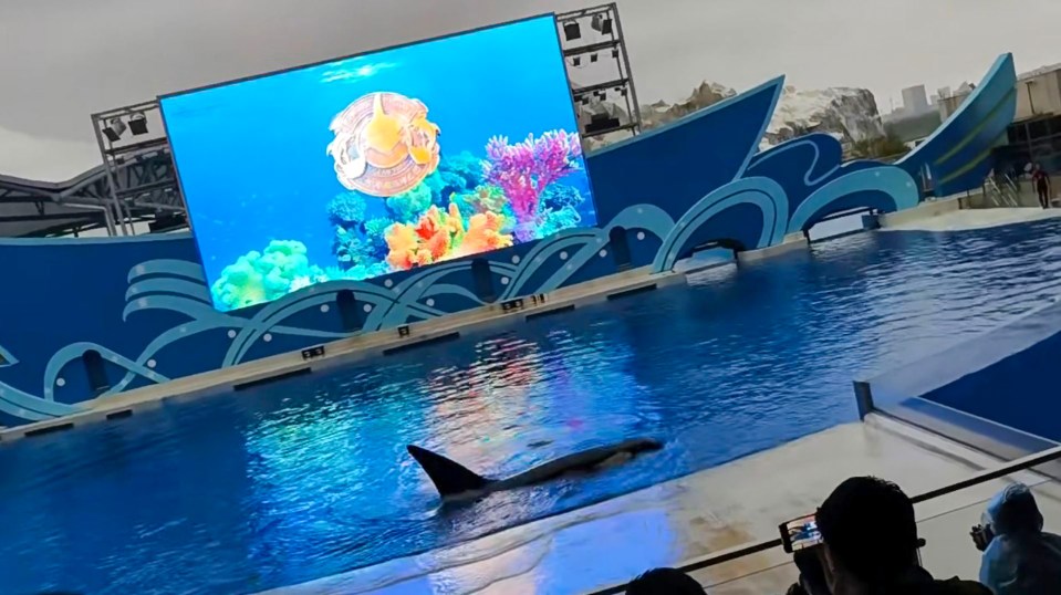 The orca returns to the tank, but the audience is still horrified at what they saw