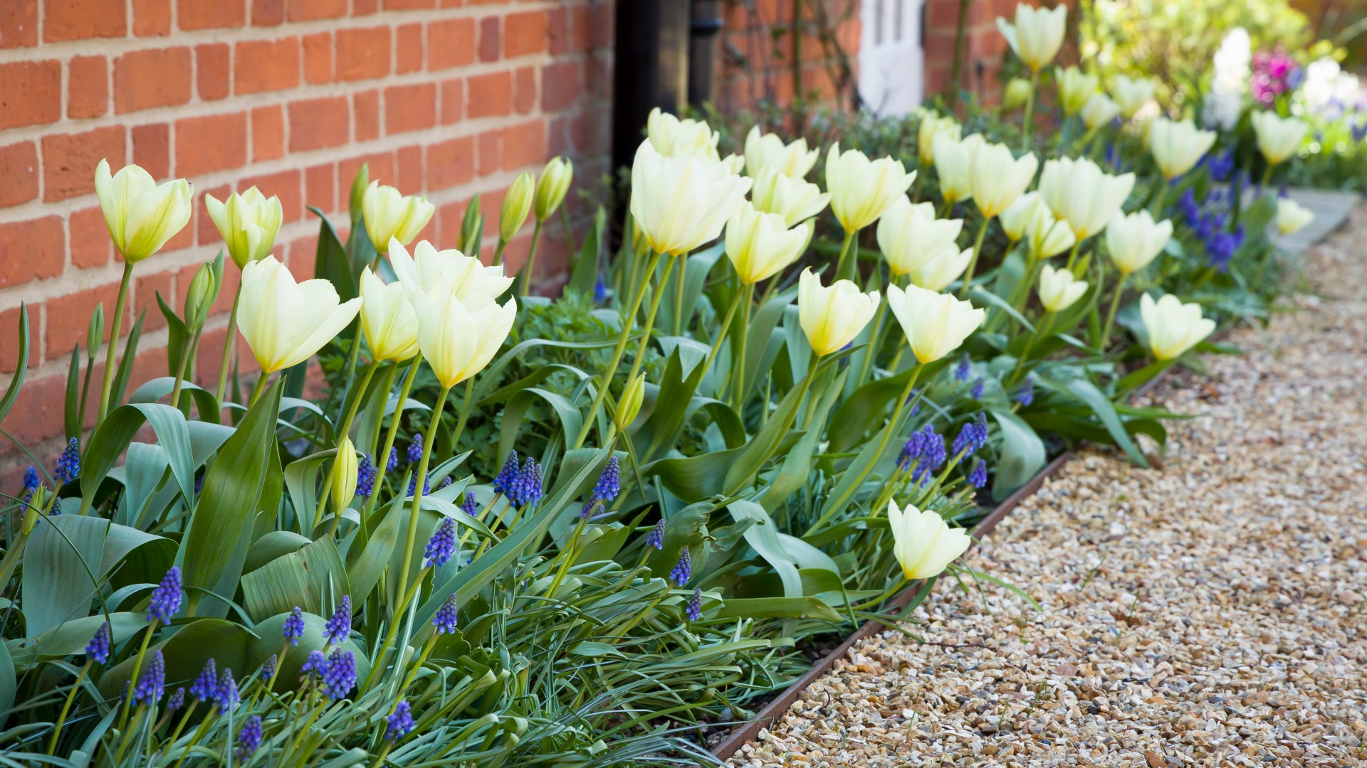 Your tulips will bloom beautifully in spring if you plant them now and follow major depth rule