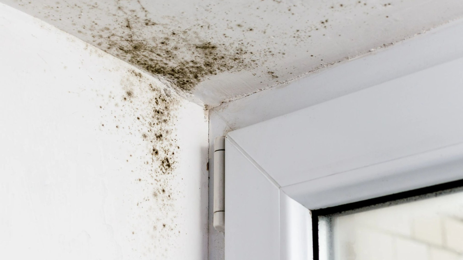 My house was covered in mould due to damp but a 10p hack saved me - and it's better than using bleach