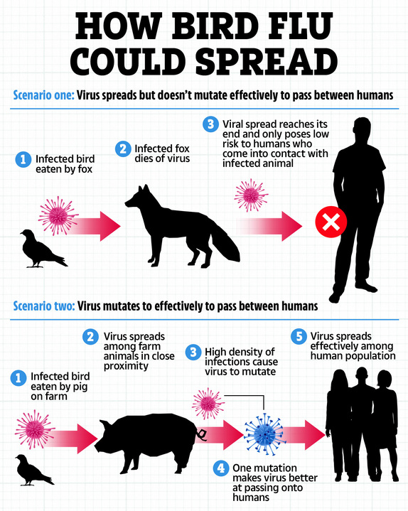 The virus’s rapid spread could create more opportunities for it to change