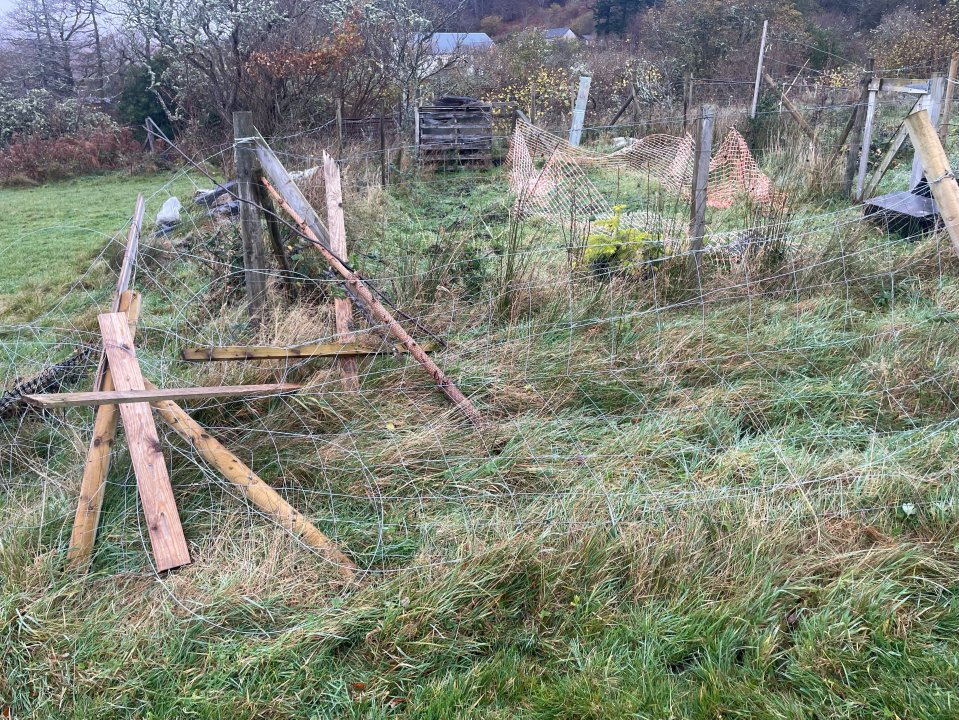 He spotted the highland stag tangled in fencing and went over to go and release the animal