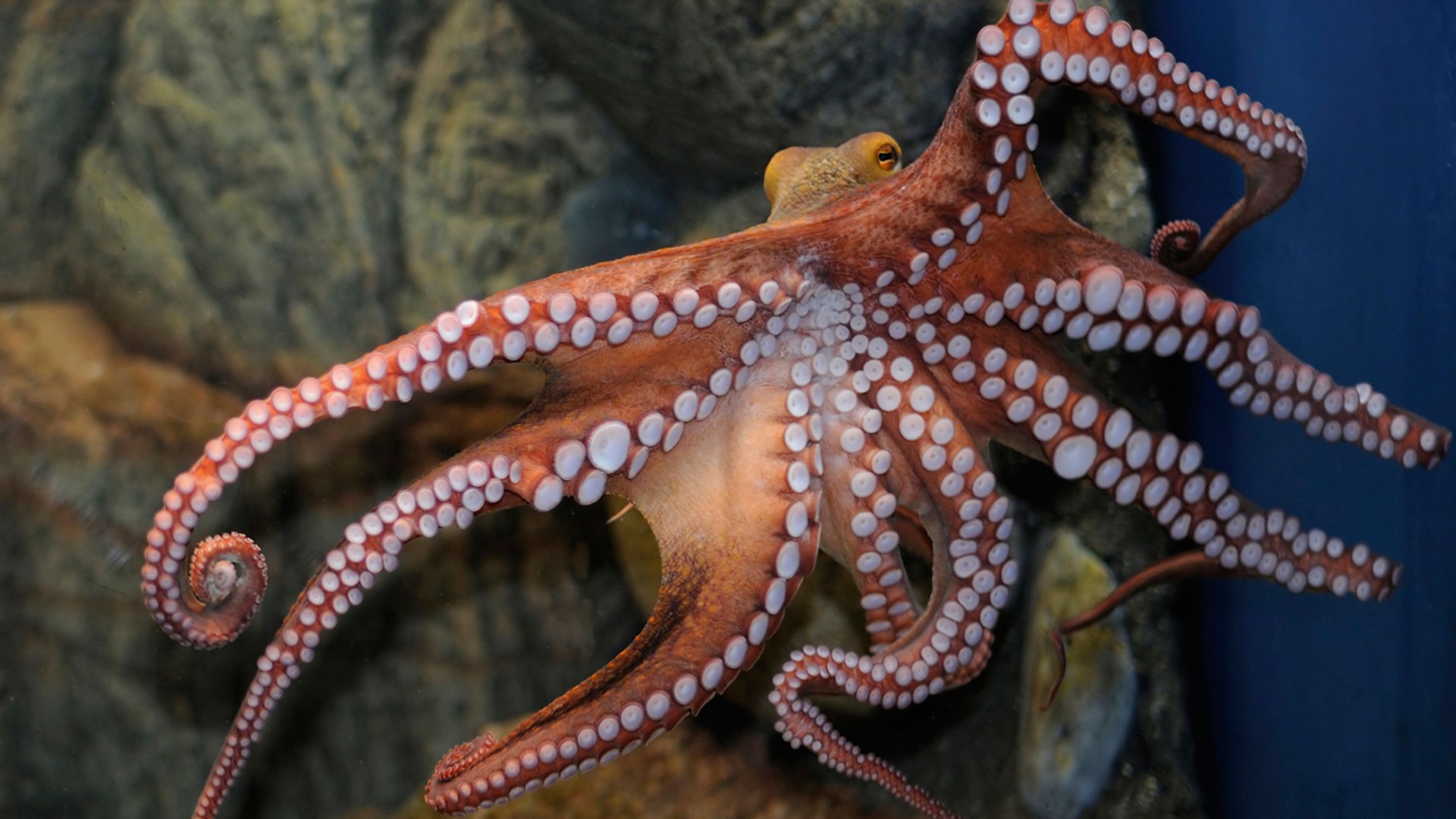 Boffins invent self-sticking dentures inspired by sucker cups on octopus tentacles