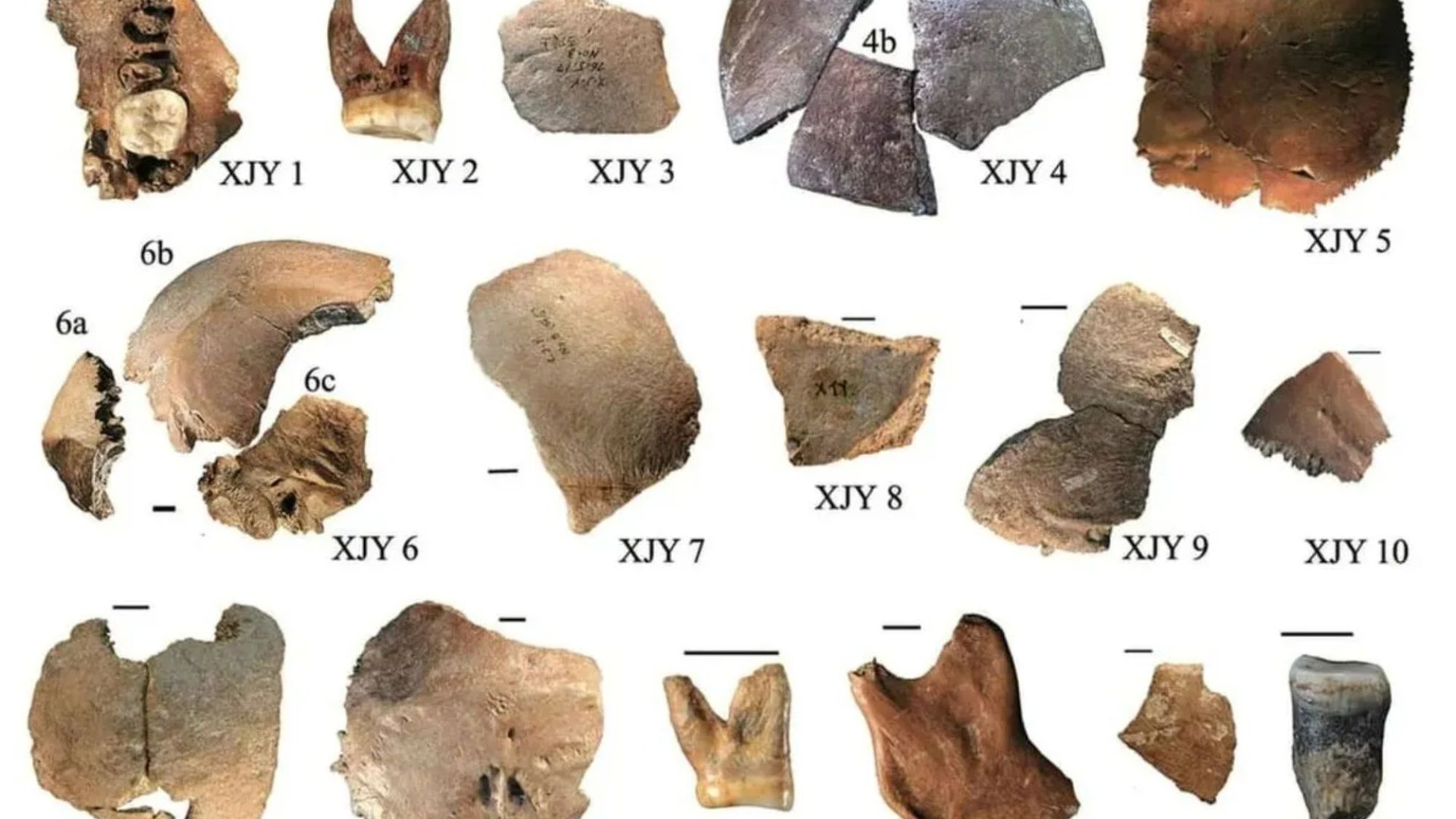 New species of HUMAN with bigger brains & huge heads discovered in China from nearly 200,000 years ago, claim scientists