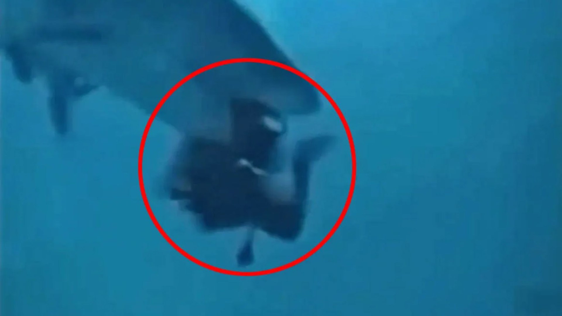 Terrifying moment bloodthirsty tiger shark tries to bite diver’s HEAD off after launching shock attack from behind