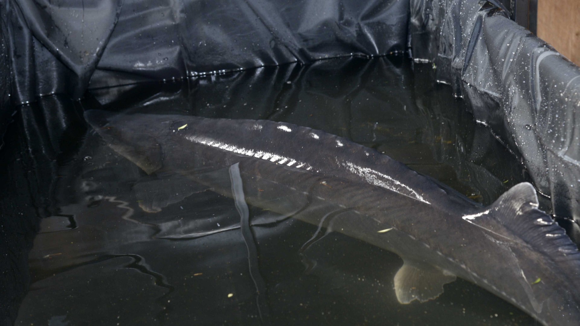 Family fish rescued from small garden pond after growing to huge 5ft 8in