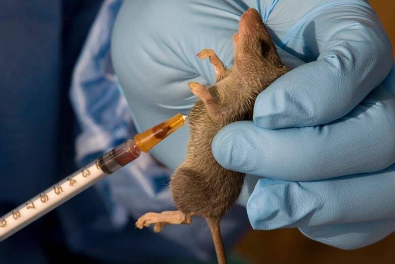 5000 Citizens Dies Annually From Lassa Fever - NOA