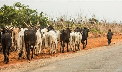 Cattle breeders campaign against state police