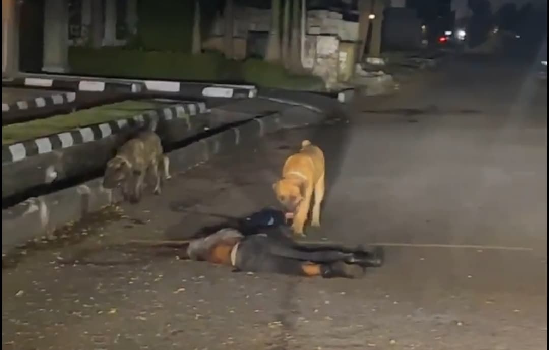 Dogs in Lekki's Pinnock Estate allegedly escape, attack and kill security guard 