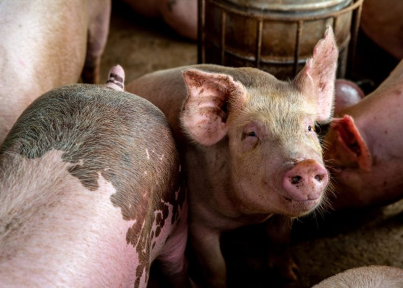 Ekiti Govt warns pig farmers against African swine fever