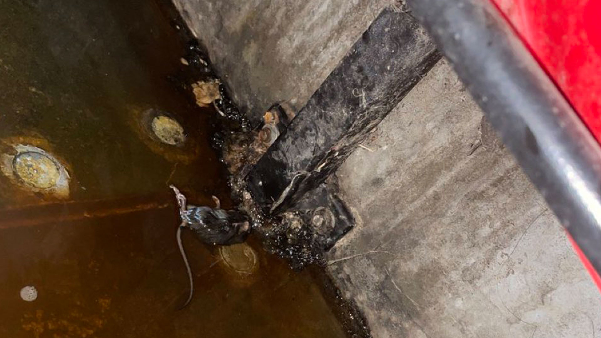 Fan spots DEAD RAT in puddle under Old Trafford seat as Man Utd's crumbling stadium hits new low