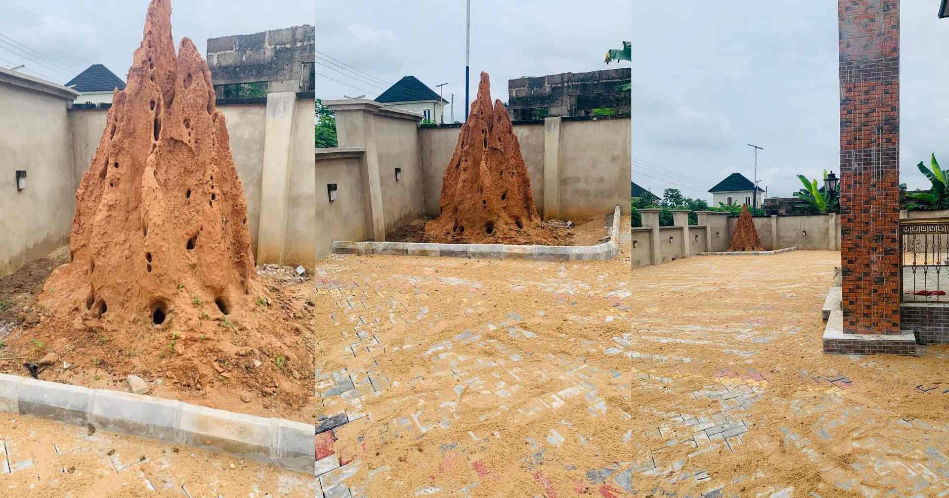 Mixed reactions as man preserves anthill in his compound, shares why