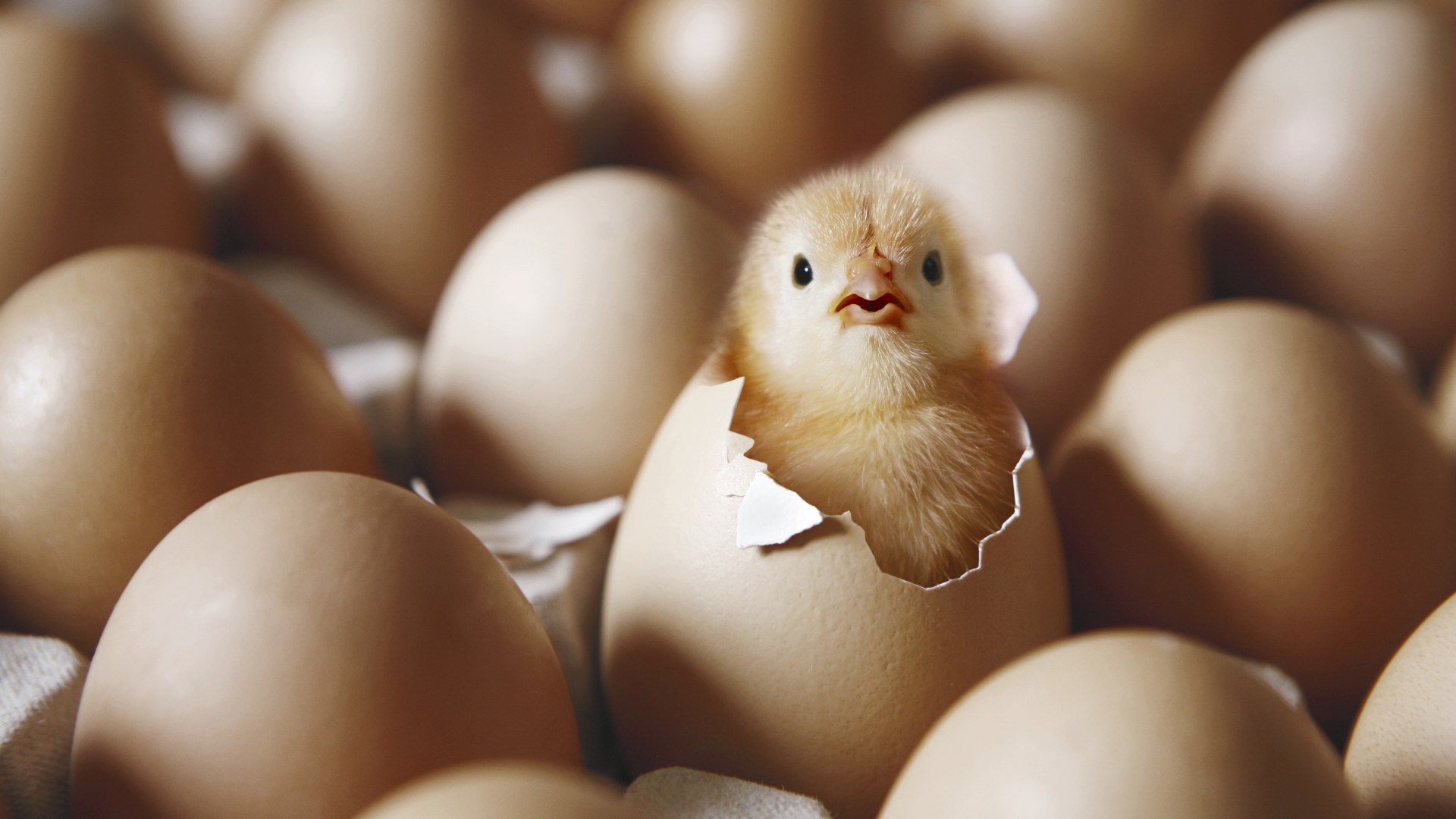 Riddle of whether the chicken or the egg came first is finally solved by scientists