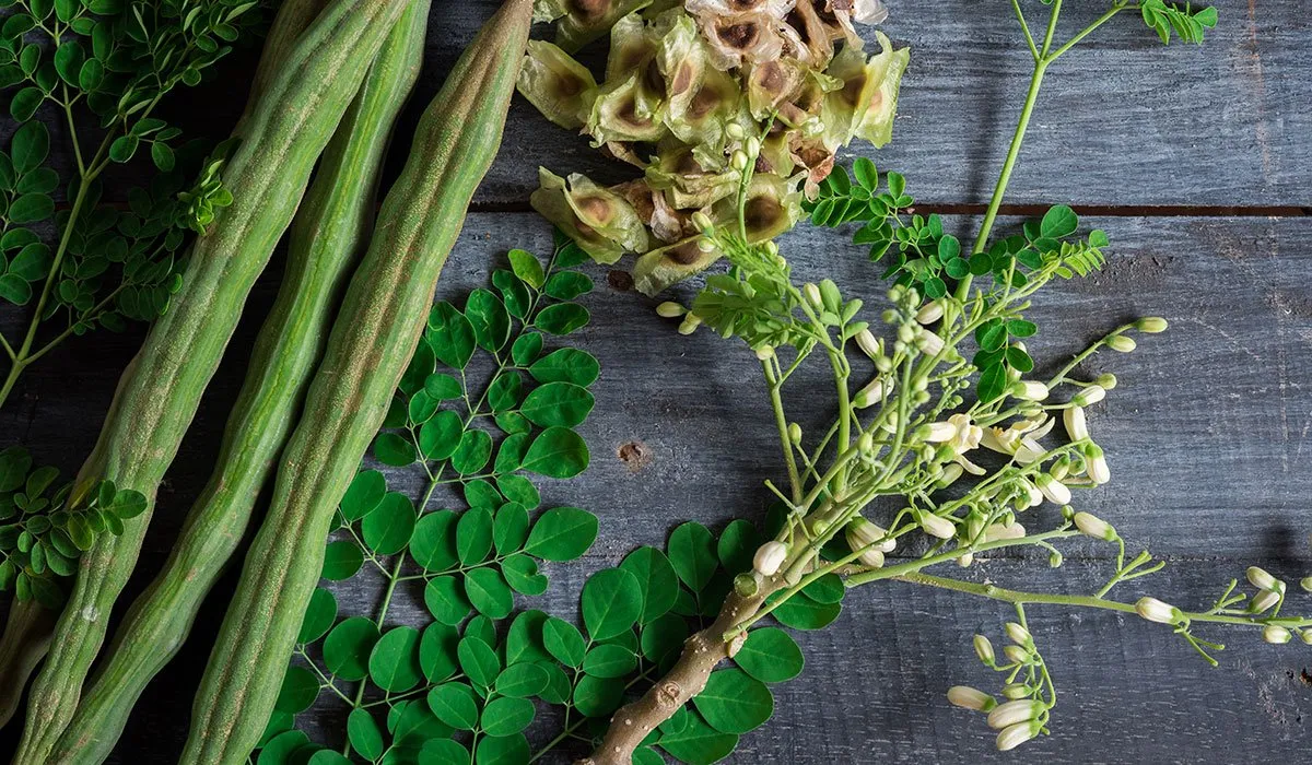 Seven Tips On Health Benefits Of Moringa